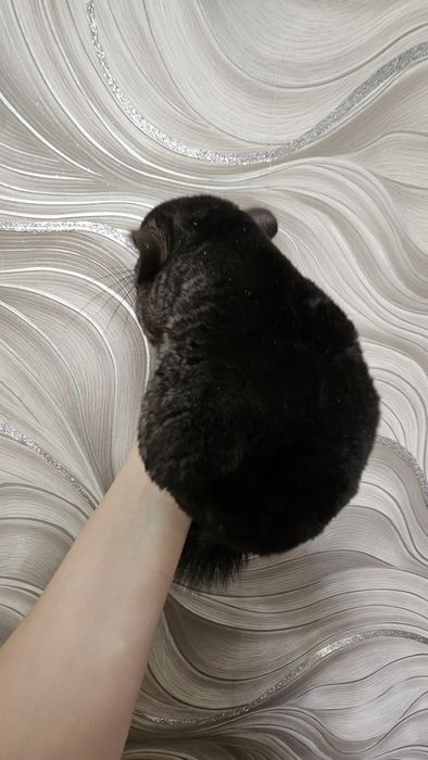 Продам пару щиншилл