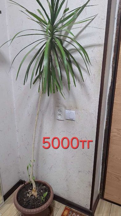 Цветы комнатные продаю домашние