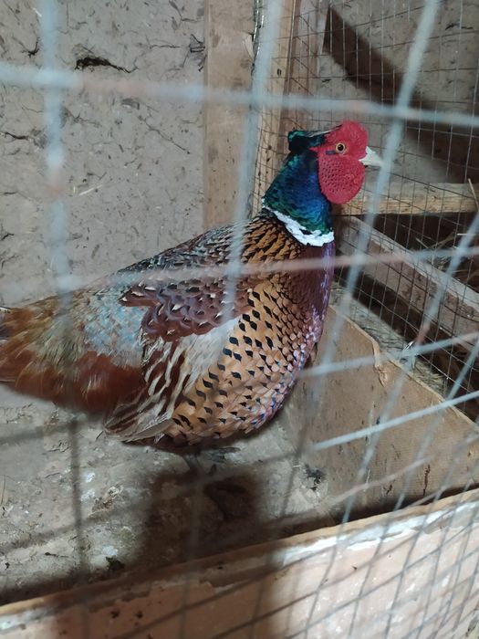 Kavkaz qirg'ovul tuxumi sotiladi narxi 12 mindan