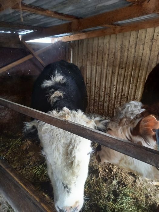 Продается бычок на согм