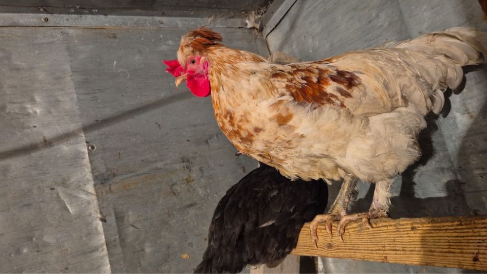 продам петухи молодые хорошие