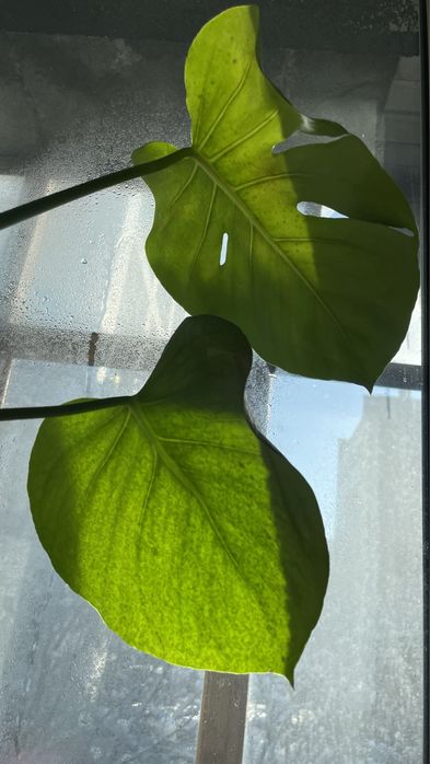 Монстера 1,6м в высоту