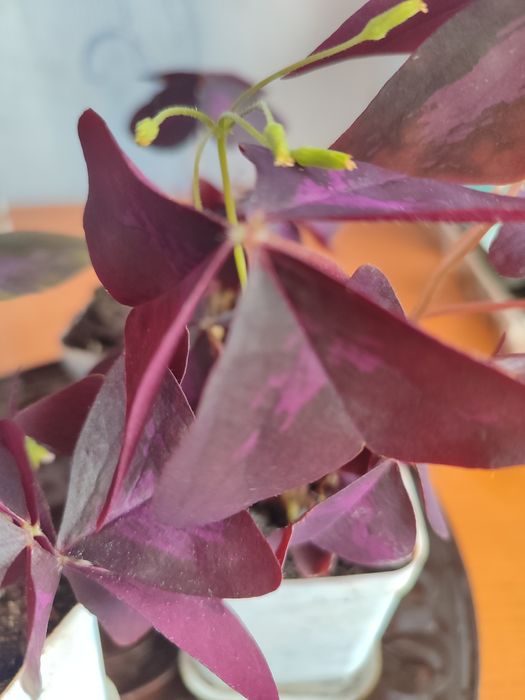 Продам комнатные цветы.