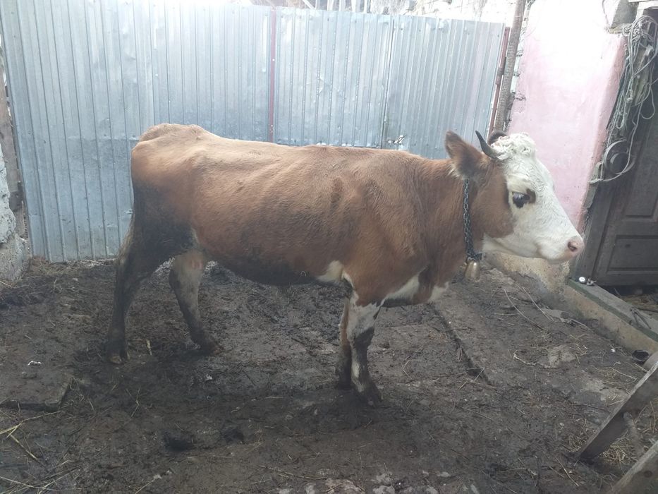 Junică la prima fatare cu taurasi belgian de 4 luni montata din nou ...