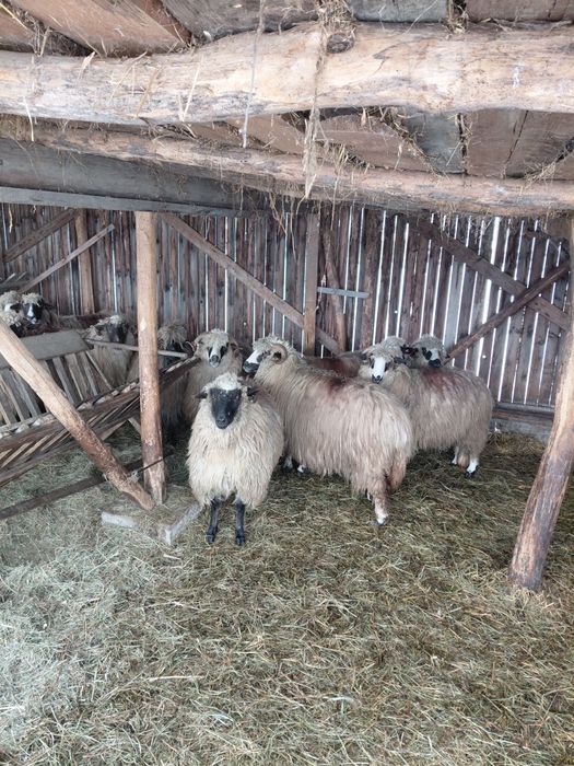 Oi de vanzare tinere