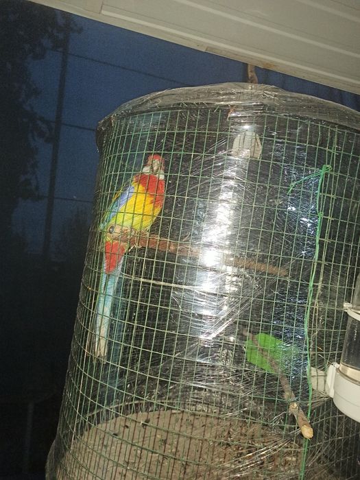 Продам Розелла Нар мальчика