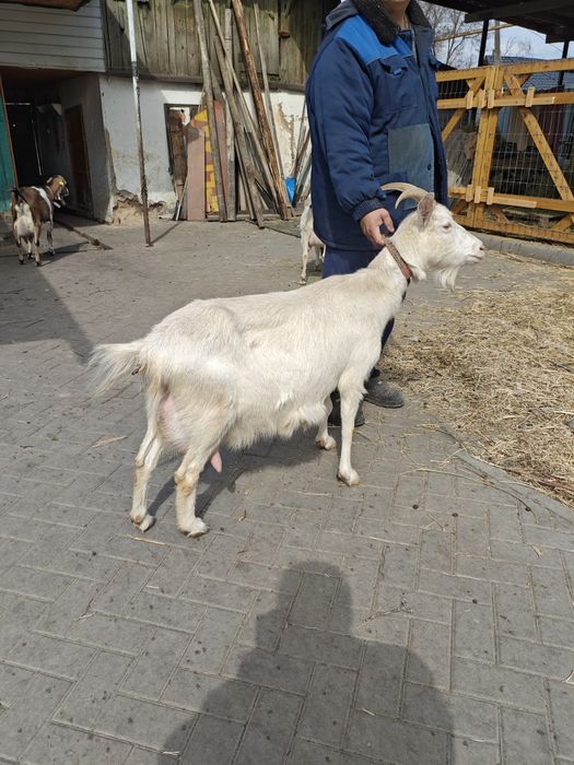 Продам козлика от молочной козы.