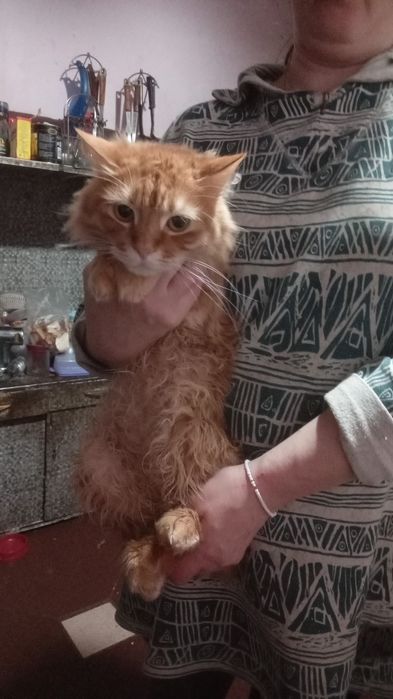 Отдам кошку в добрые руки