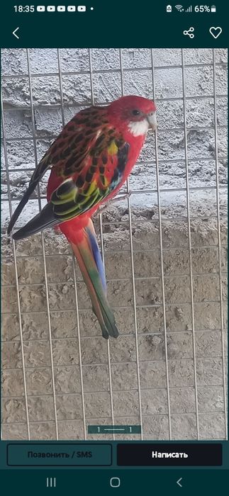 Красный Розелла самец