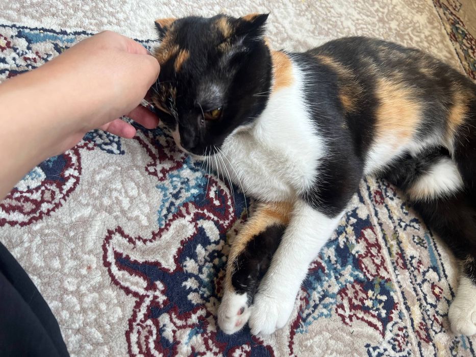Mushuk, кошка hadiyaga