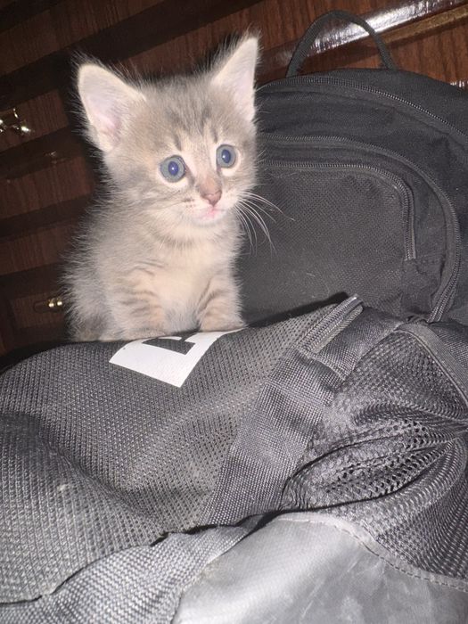 Отдам котят в хорошие руки