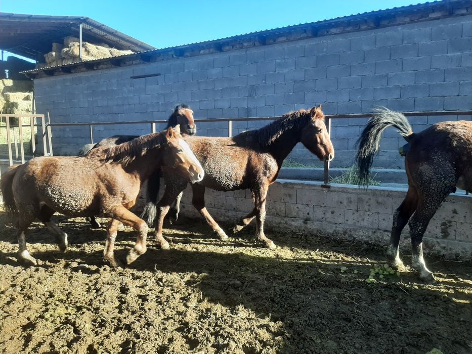 Жылқы, лошадь,айғыр