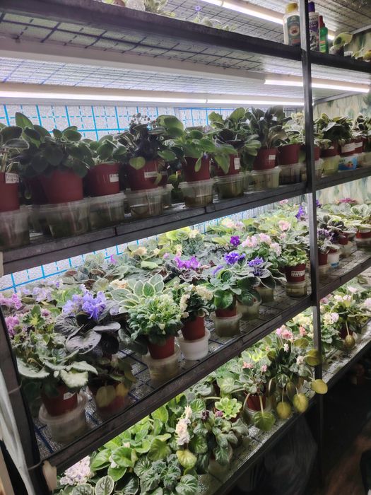 Fialkalar tayor biznes