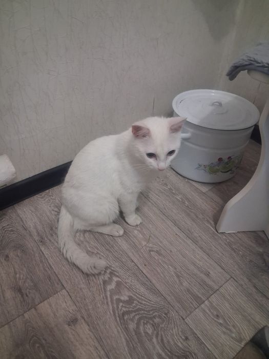 Кот мальчик в добрые руки