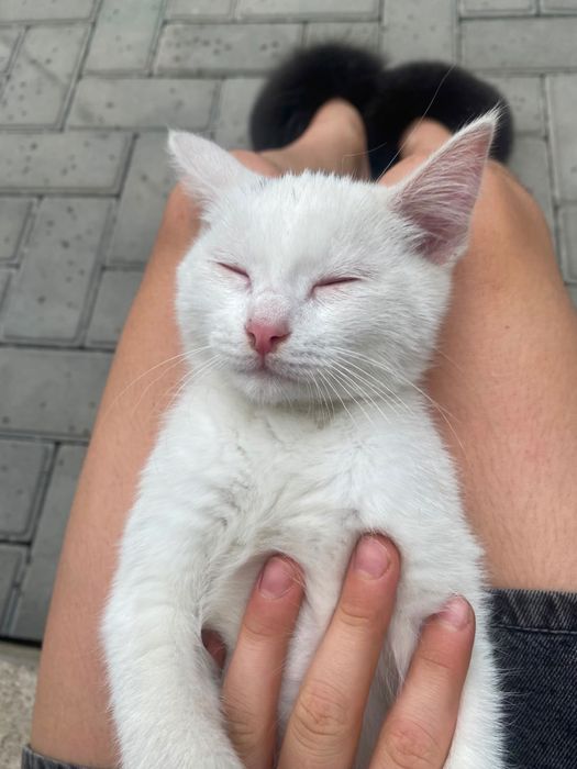 котенок , Город алматы , мальчик !!