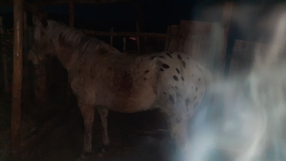 Жеребец минги жуас