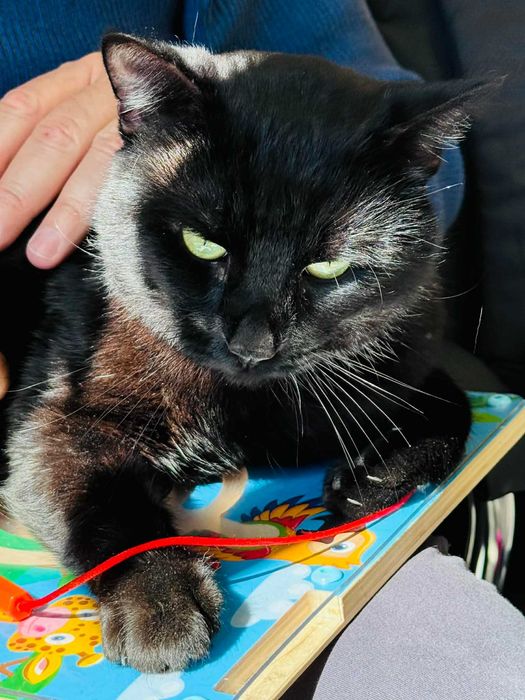 Мъжко котарак търси дом