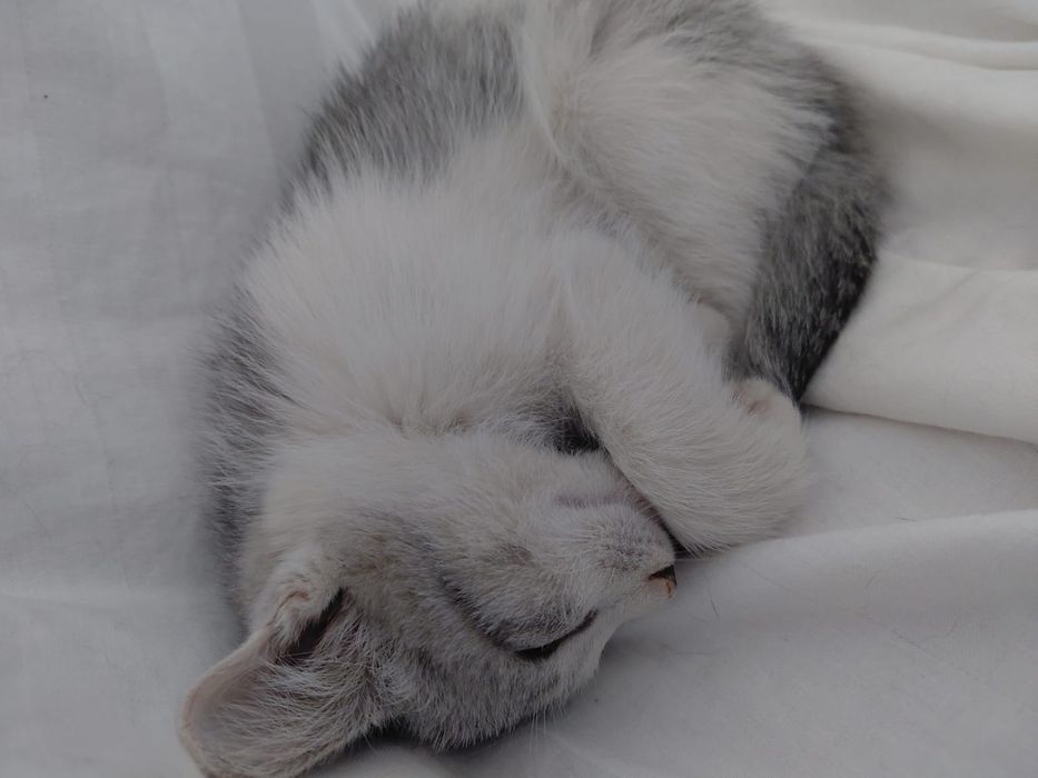 Отдам котёнка в добрые руки