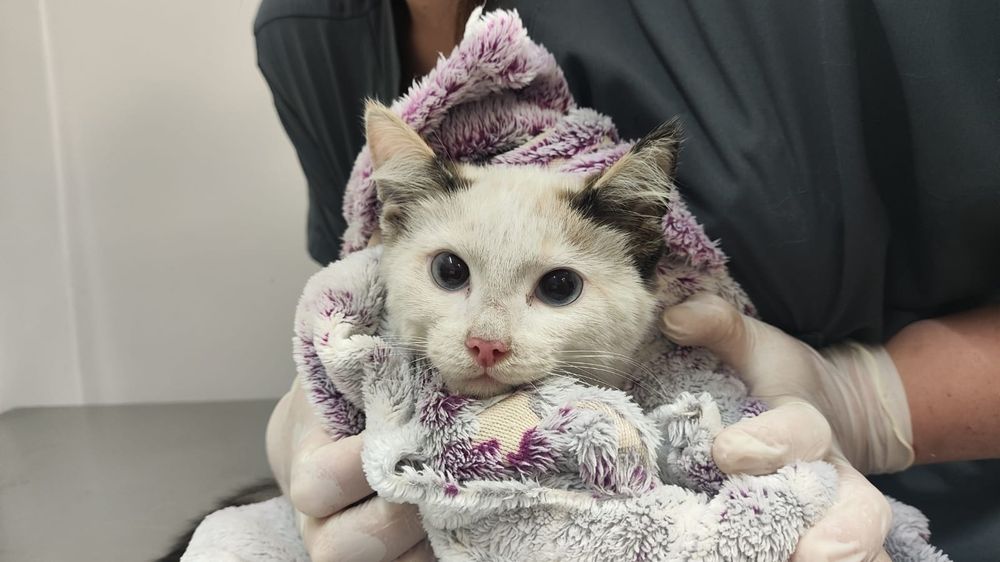 Котёнок девочка в добрые руки