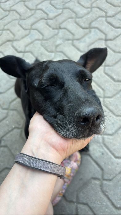 Собака Оникс (Багира) ищет дом
