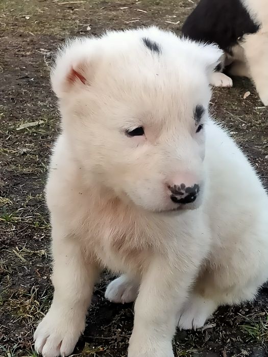 Төбет күшіктер бар