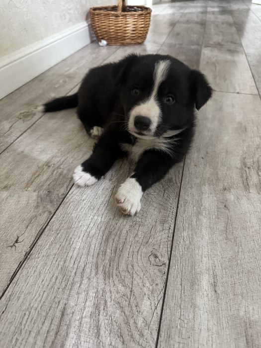 Милые щеночки в дом