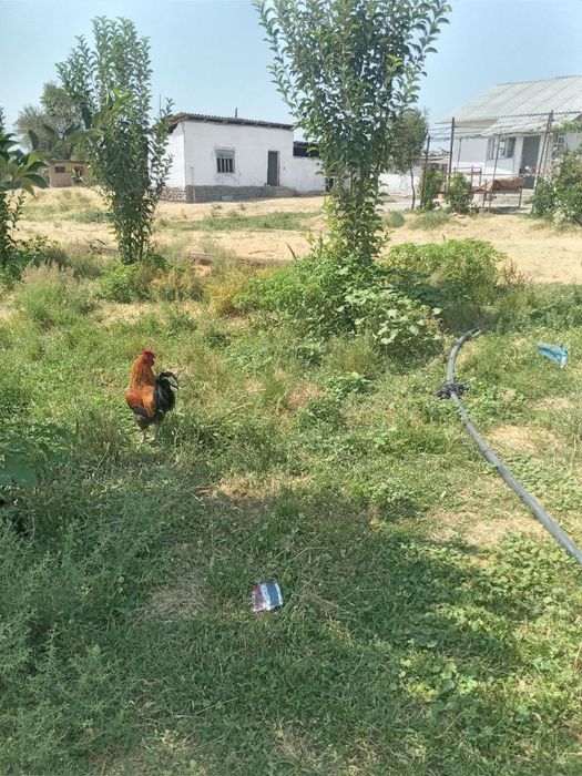 Участка сотилади 10соток