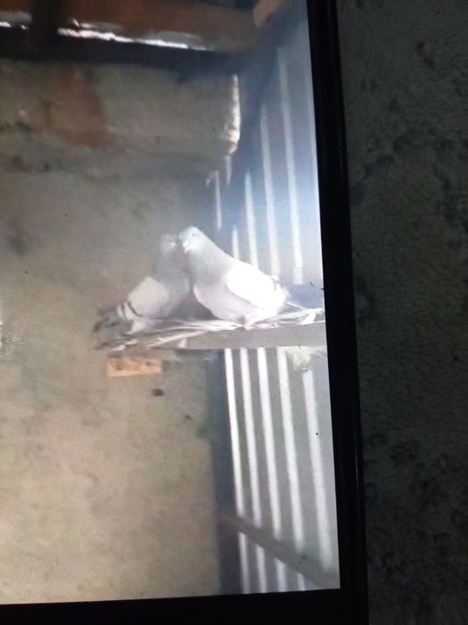 Продаи кавказский перси