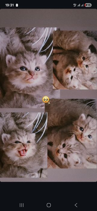 Продам британских котят