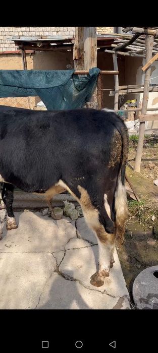 Buqacha sotiladi arzon