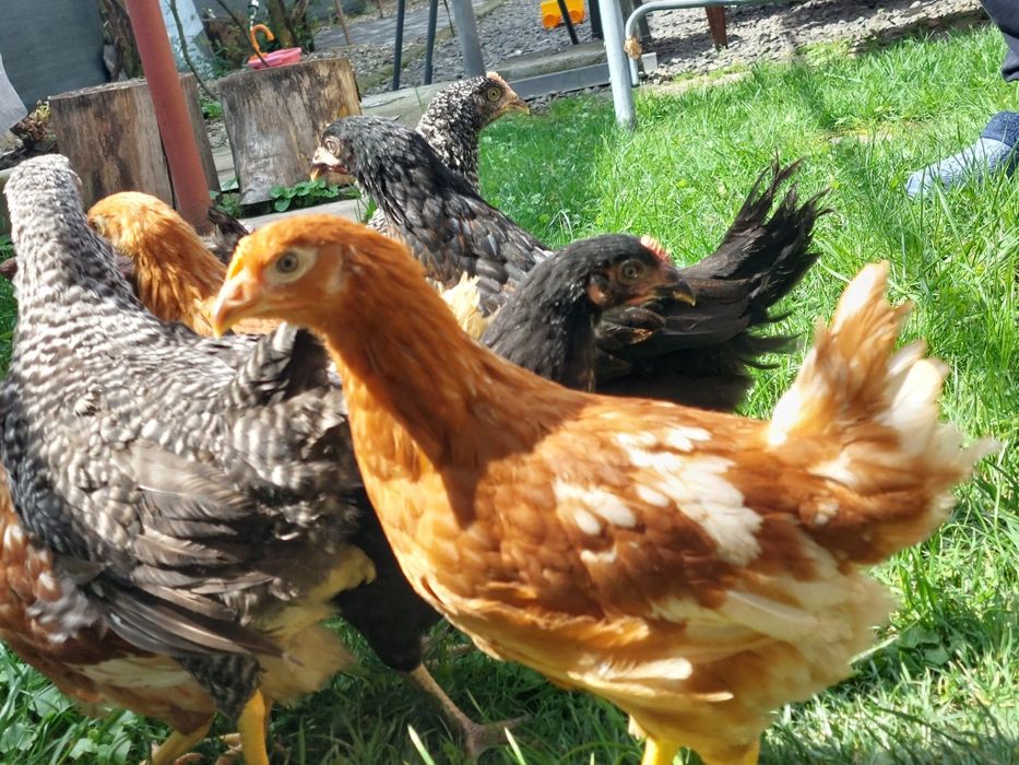 Vindem pui mixti și puicute de oua