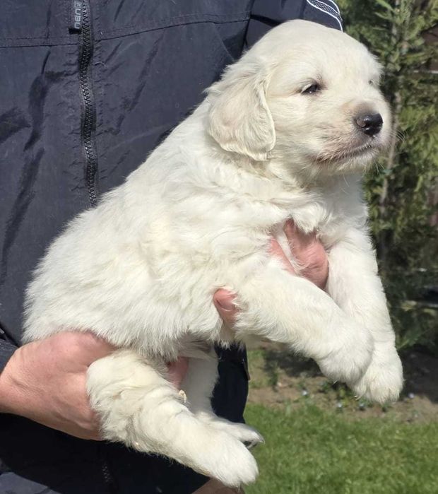 Pui Golden Retriever