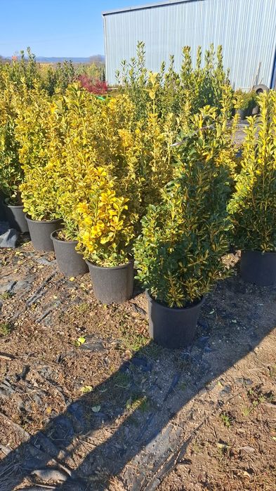 Vând plante ornamentale tuia leylandii asiguram transport în toată țar