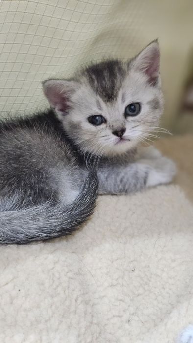 Шотландские котята