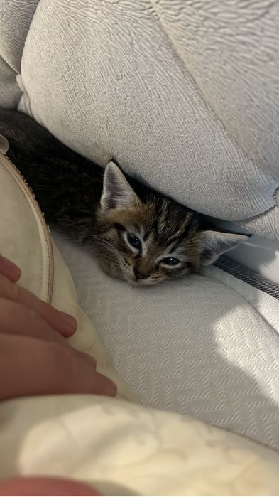 Котенок (мальчик)