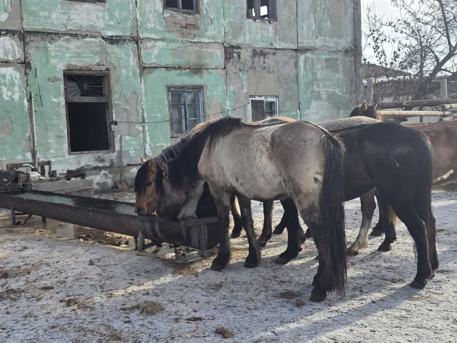 4 бас Бие сатам бес жасар