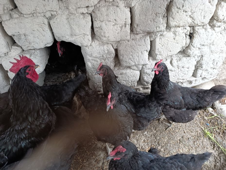 Qora shahzoda tuxumlari sotiladi