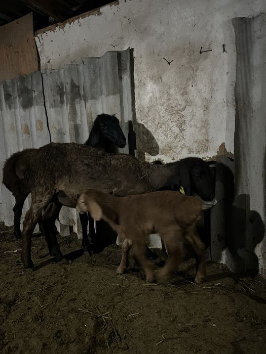 Продается гисарская самка