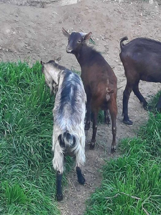 Mursiyana Granadina echkilari oilasi sotuvda