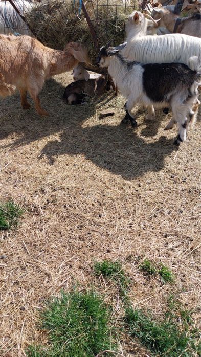 Vand 5 capre 1 tap si 8 iezi