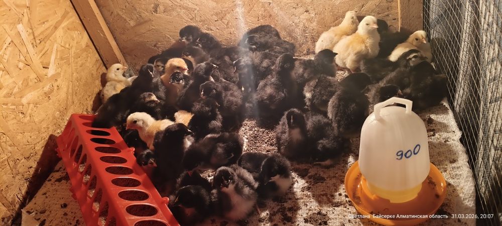 Продам Цыплят смешаных пород