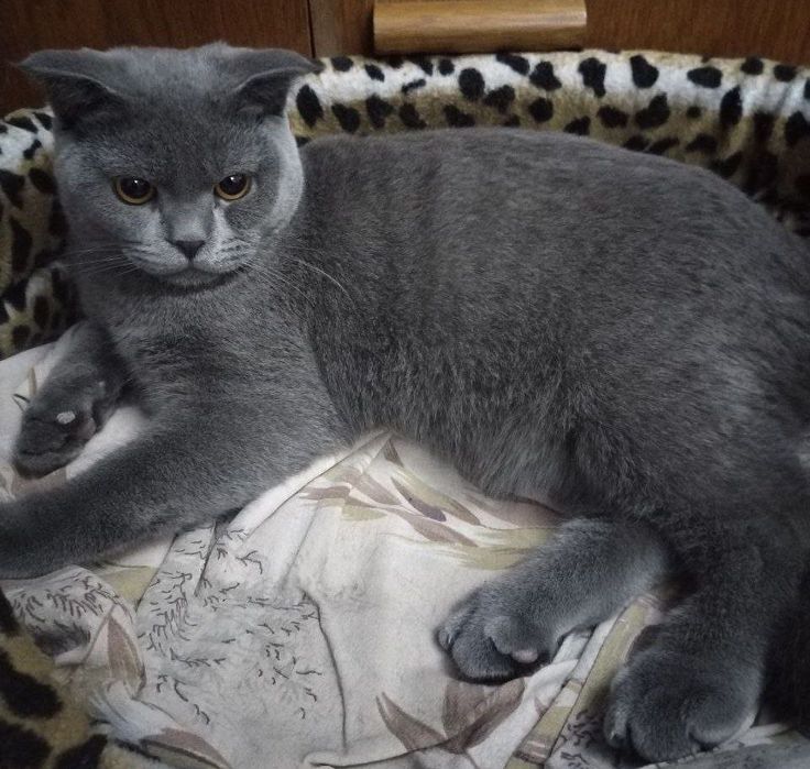 Вязка Гигант Британский короткошёрстной кот