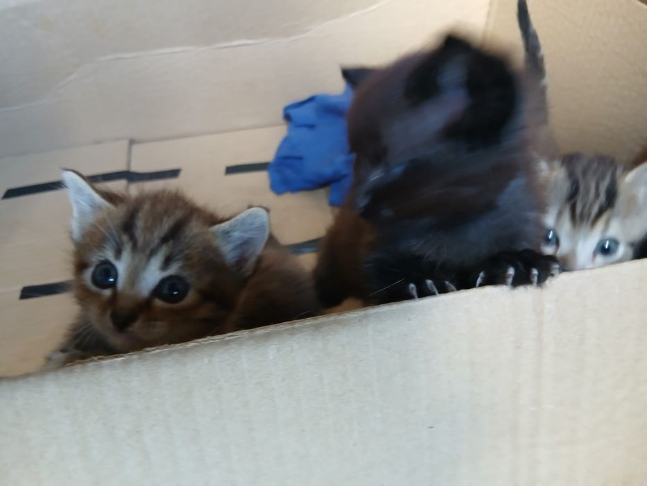 Котята на половину британские СРОЧНОООО