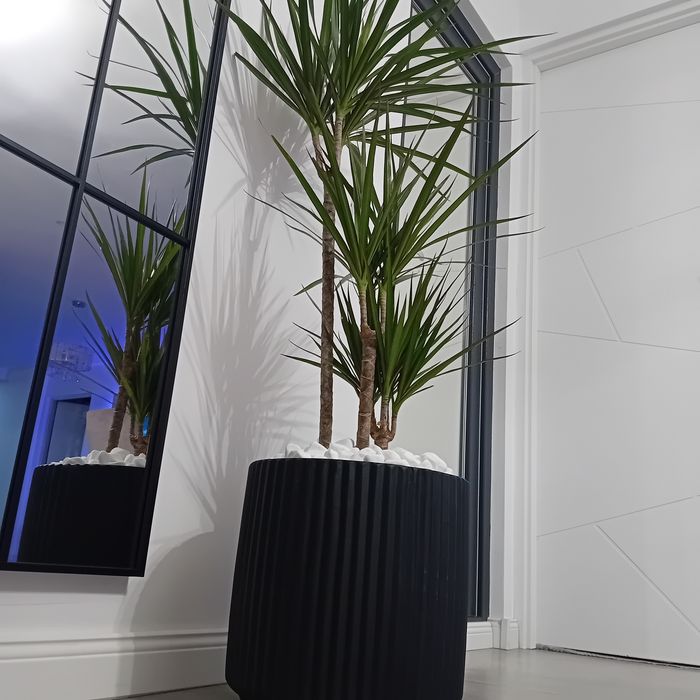 Planta decorativa cu ghiveci ceramic