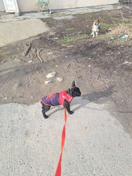 Французский бульдог для случки