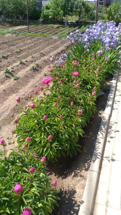 Продам клубни Пионов