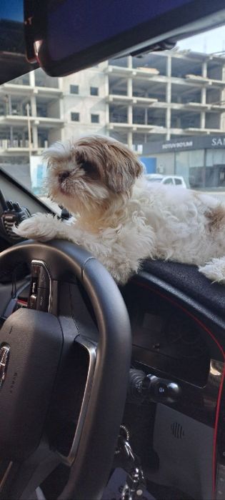 Вязка собак, Ши тцу,