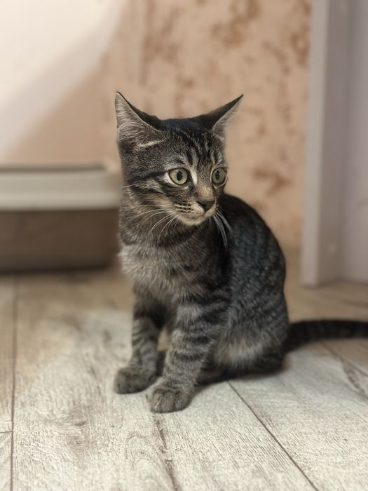 Котята в хорошие руки