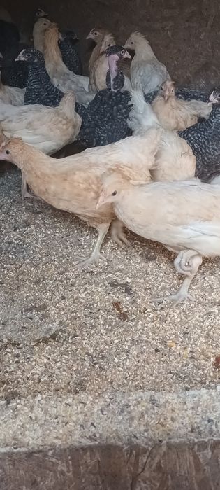 Gâscuțe,  pui mixti și price ouătoare de vânzare!