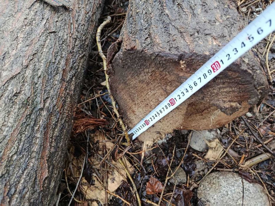 Продается тополь